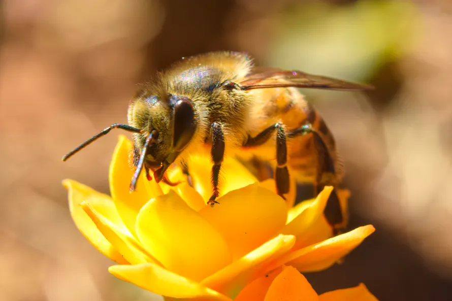 picture of honey be on a yellow flower